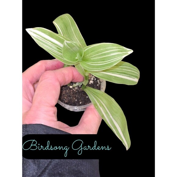 Tradescantia Albo/ Variegated Wandering Jew Unrooted Cutting In Prop Cup - Picture 1 of 3